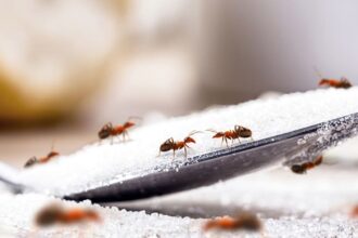 Entomology expert witness and pest control expertise by BCE Services LLC, serving nationwide clients with Urban Entomology services.