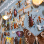 BCE Services LLC - Nationwide entomology expert witness and pest control consulting services.