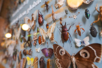 BCE Services LLC - Nationwide entomology expert witness and pest control consulting services.