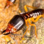 Entomology expert witness, pest control expert, urban entomology services nationwide