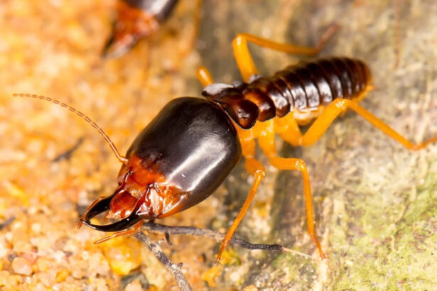 Entomology expert witness, pest control expert, urban entomology services nationwide