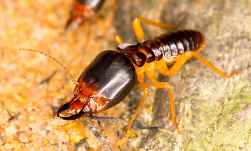 Entomology expert witness, pest control expert, urban entomology services nationwide