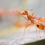 Entomology expert witness, insect expert, forensic pest control