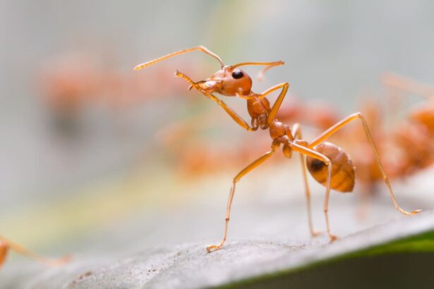 Entomology expert witness, insect expert, forensic pest control